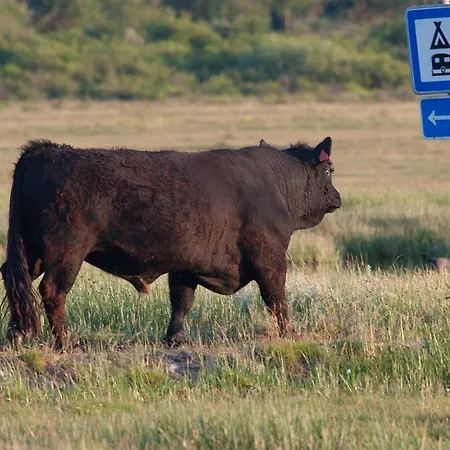 אתר קמפינג Vesterlyng And פולנסלב