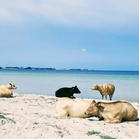 Vesterlyng And פולנסלב